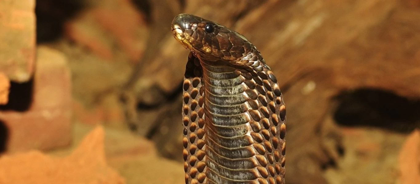 Τρομερή μάχη: Βασιλική κόμπρα παλεύει μέχρι θανάτου με άλλο συγγενικό της είδος [βίντεο]